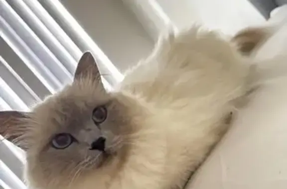 Missing cat Cockburn, photo: Lost Cat: White & Grey in Cockburn