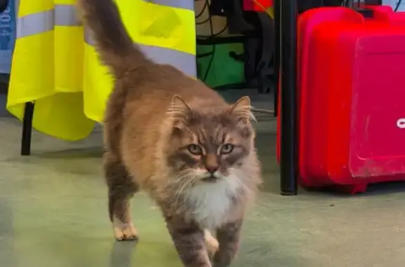 Animaux trouvés , photo: Chatte trouvée, poil long marron et blanc