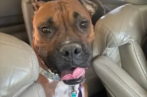 Friendly Lost Dog on Lucado Road, Salem - photo