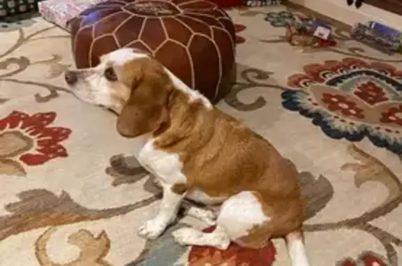 Missing dog , photo: Friendly Blonde Dog Lost on Lizana Road