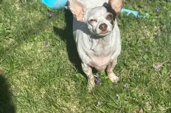 Lost Dog: White with Brown Spots in IL - photo