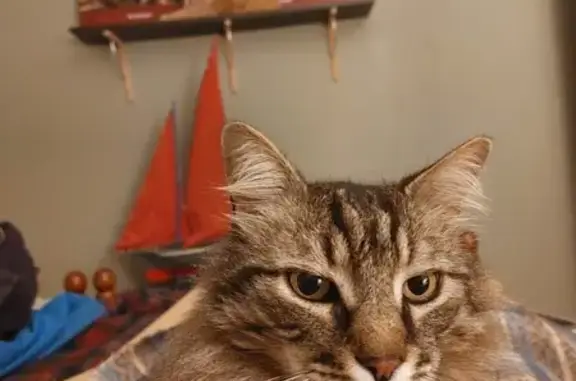Chat perdu - Tigré, câlin, tatoué, Pélissanne - photo