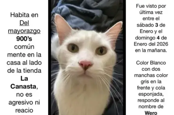 Gato Perdido: Wero, Manchas Grises, Guadalupe - photo