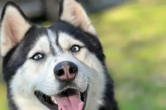 Lost Dog: Mole on Eye, Limp, No Collar - photo