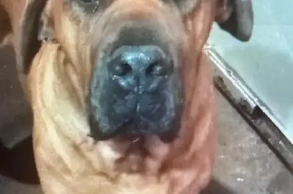 Lost Boerboel: Leo Missing in...