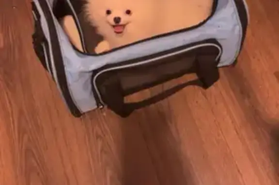 Lost White Pomeranian on Pierson Rd