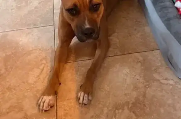 Lost: Sweet Brown Terrier on Central Dr