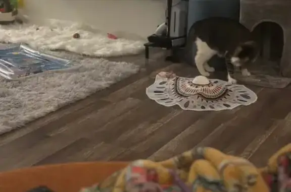 Lost Cat: Mushi, Coralberry Lane Indy - photo