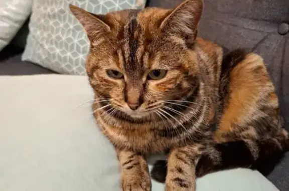 Animaux trouvés Châteaudun, photo: Chatte tigrée trouvée à Châteaudun