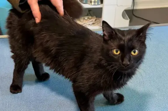 Chat trouvé Saint-Affrique, photo: Chat noir mâle trouvé, Chemin des Combes