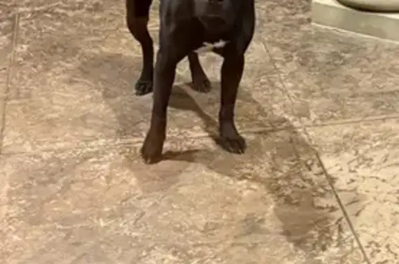 Lost and found pets Oklahoma City, photo: Friendly Black Dog Found in OKC Area