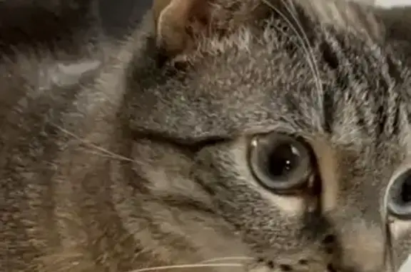 Missing cat Southaven, photo: Lost Lynx Point Siamese on Tchulahoma