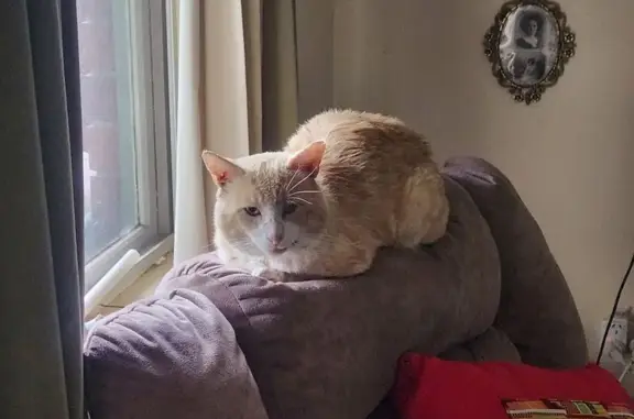 Help Find Our Shy Ginger Cat - Missing!