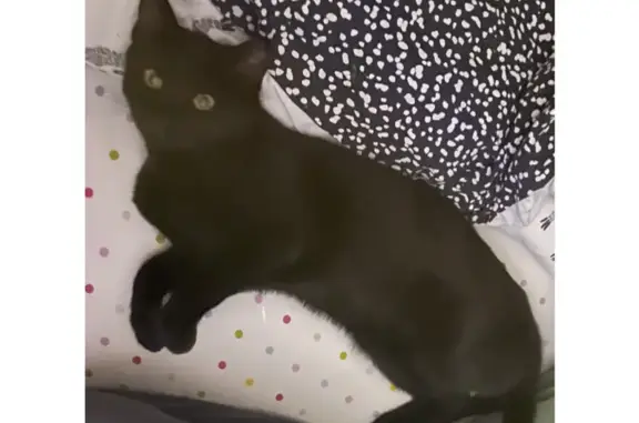 Lost 3-Year-Old Cat: Large & Silky