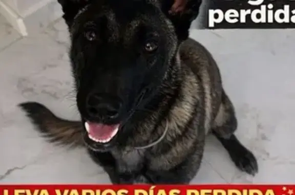 Perro Malinois Perdido en Cieza: Muy Sociable