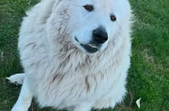 Fluffy White Dog Missing in Latrobe