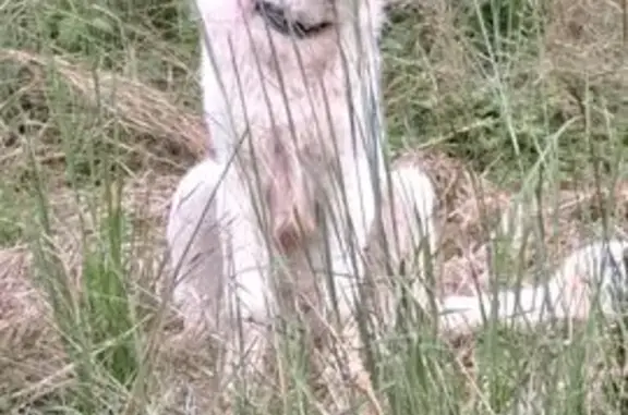 Lost White Dog with Unique Fee...