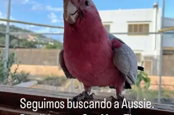 Cacatúa Rosada Perdida: Muy Sociable y Amigable