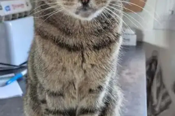 Chatte tigrée perdue à Metz, 13 ans - photo