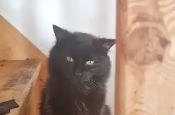 Chat noir perdu, poils mi-longs, Lalizolle - photo