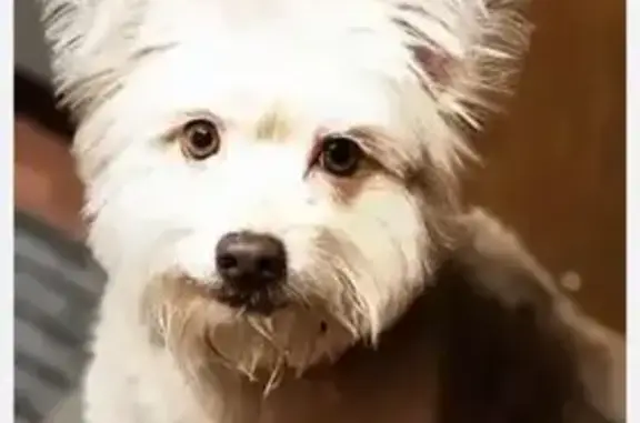 Lost Dog Kodie: Friendly, Furry, & Missing - photo