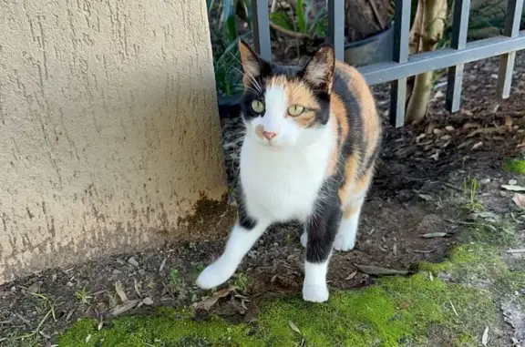 Help Reunite Calico Sisters Near Carlingford