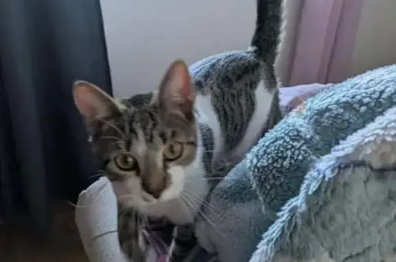 Petite chatte sociable perdue à Le Monastère - photo