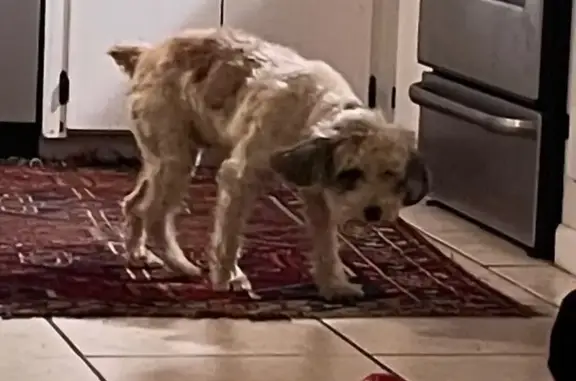 Lost Schnoodle: Stolen from Spanish Fort