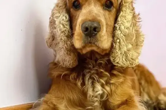 Собаки потеряшки, , фото: Зникла сліпа собака: рудий кокер у Сокільниках