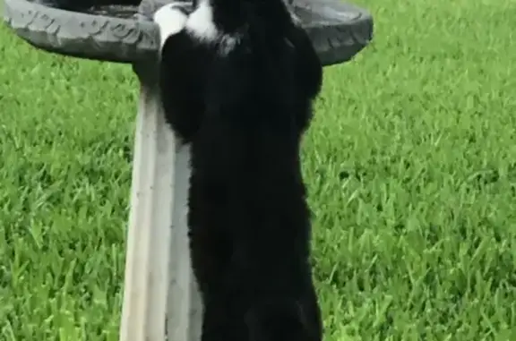 Missing cat Belton, photo: Help Bring Handsome the Tuxedo Cat Home