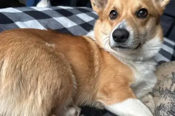 Lost Friendly Dog: Brown/White in Vegas