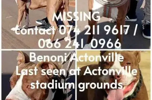 Lost Pitbull: Seen at Actonvil...