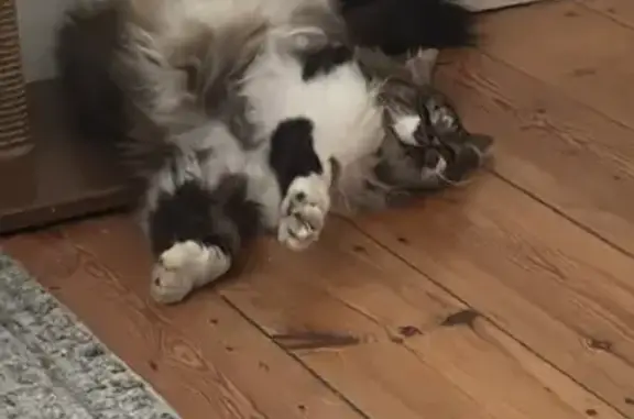 Missing cat Cape Town, photo: Lost Male Cat: White, Black & Ginger