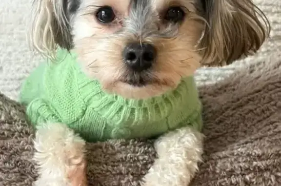 Lost Small Dog: Black-Backed in Trenton