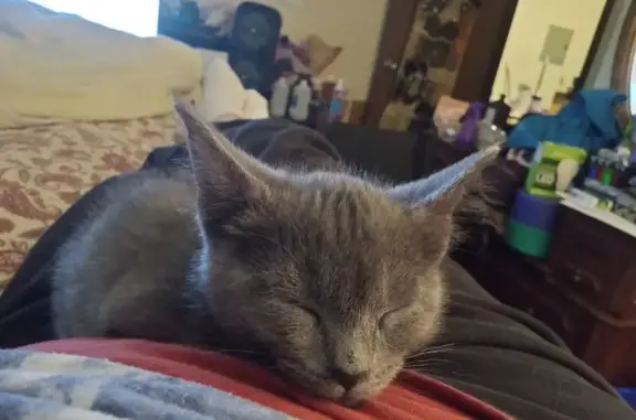 Lost Skittish Cat: Help Find Grace!