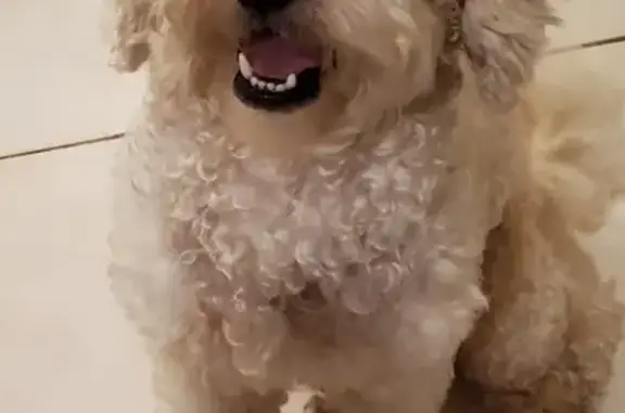 Missing dog Humble, photo: Lost Dogs: Panchito & Max in Humble, TX