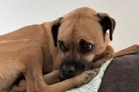 Lost Tan Chihuahua Mix in Glendale Area