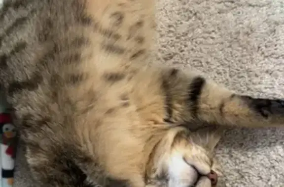 Found pets , photo: Found: Friendly Beige Cat on 2nd Branch Rd