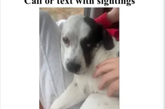 Lost Dog: Black & White, 35 lbs, Oakland