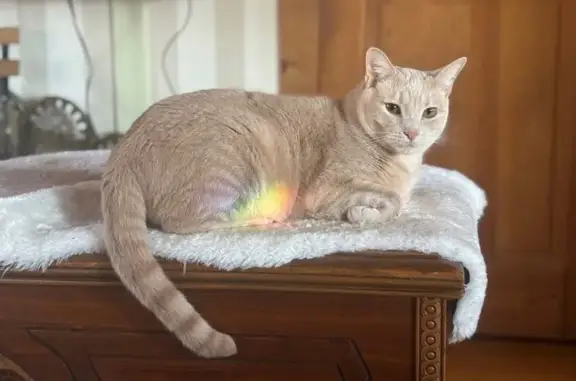 Lost Buff Tabby Cat on North Street