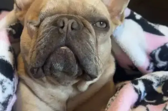 Lost Light Tan Frenchie, One-Eyed, Gibson