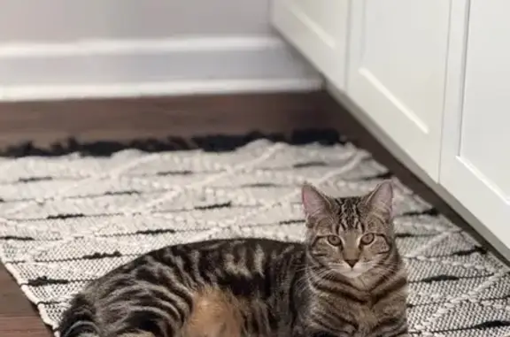 Lost and found pets Savannah, photo: Missing: Brown Striped Cat in Savannah