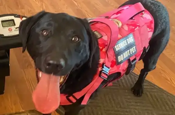 Missing dog Divide, photo: Lost Black Lab: $2000 Reward Offered!