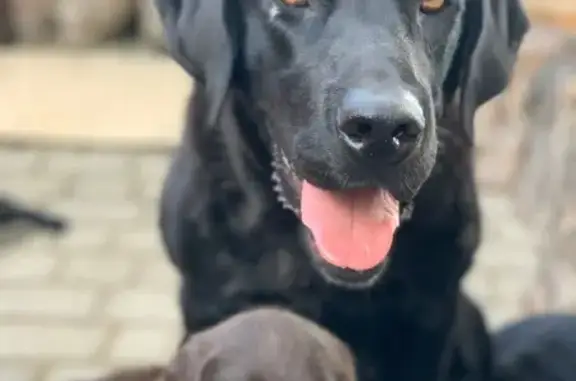 Зникла чорна лабрадорка Сара в Полтаві - photo