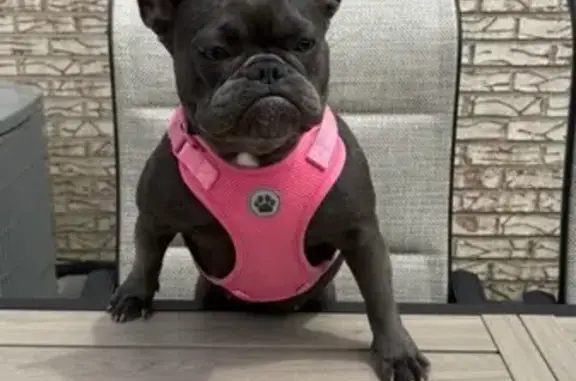 Lost Gray French Bulldog in Burbank, IL - photo