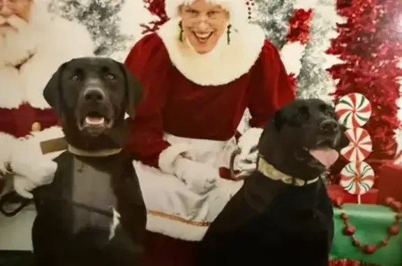 Lost Dogs: Large Black Males in Elgin - photo