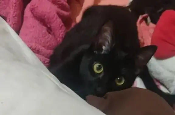 ¡Ayuda a encontrar a Cerberus, gato negro perdido!