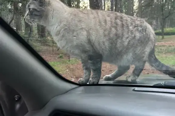 Lost Siamese/Tabby Cat Near CA-174 & Rattlesnake