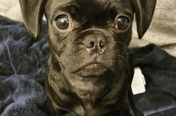 Lost Black Pug: Friendly, Neutered, Phoenix