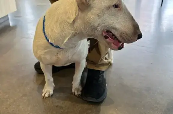 Found dog Waco, photo: Found White Bull Terrier in Waco